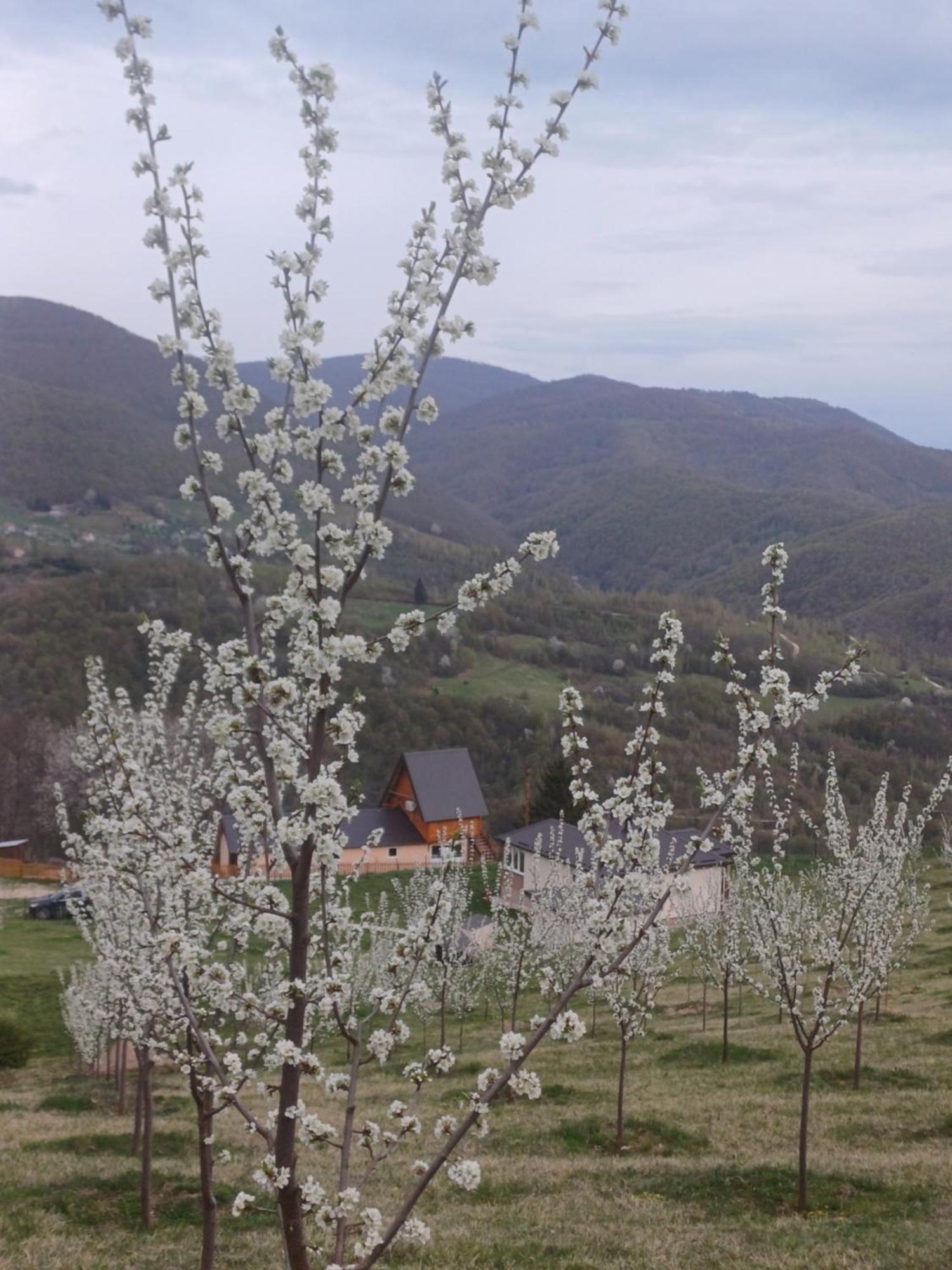 Holiday home Mountain House Boskovic